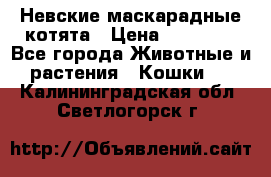 Невские маскарадные котята › Цена ­ 15 000 - Все города Животные и растения » Кошки   . Калининградская обл.,Светлогорск г.
